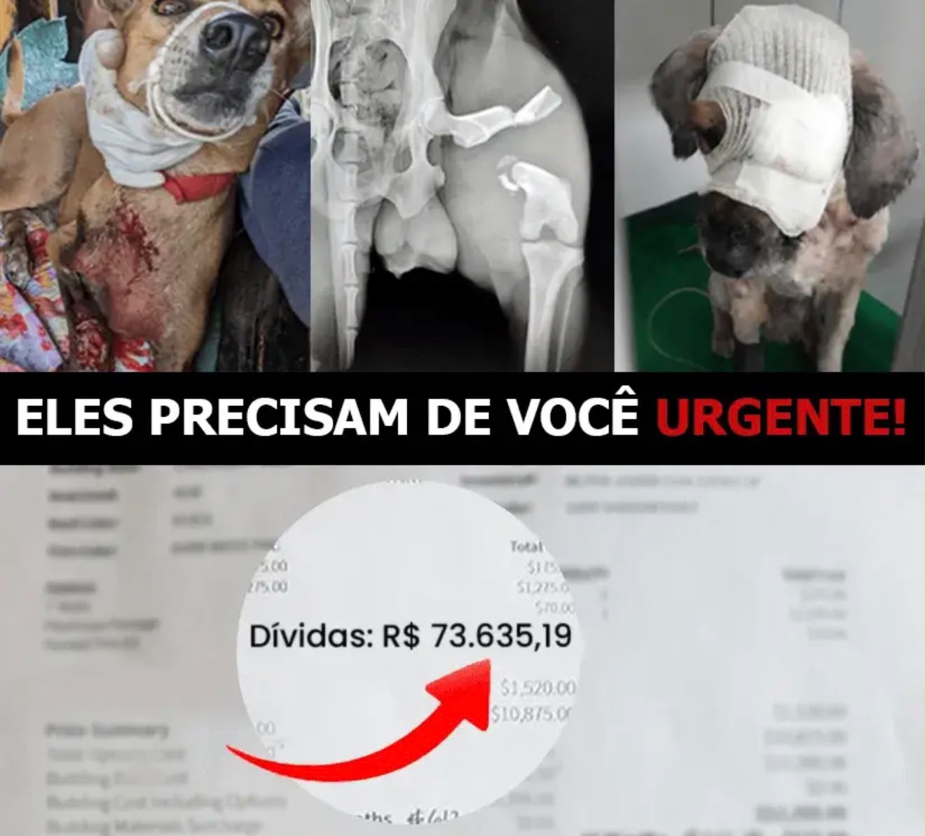 Você pode salvar vidas - Amparo Canino